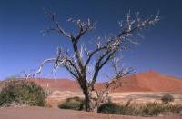 Riverbed Soussousvlej 