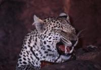 Threatening Leopard 