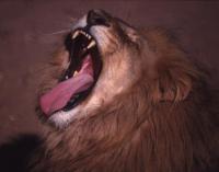 Yawning Lion 