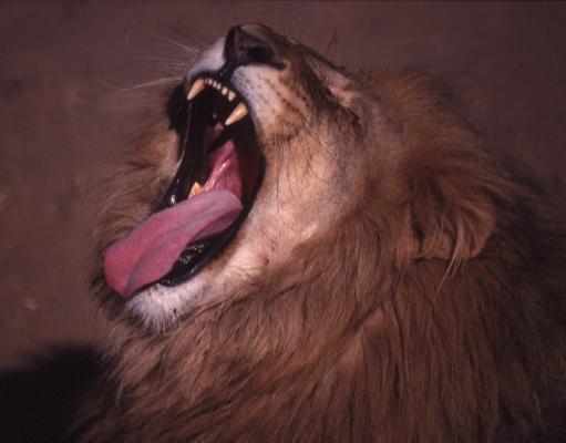 Yawning Lion 